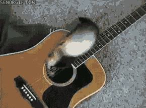 guitars ferrets GIF by Cheezburger