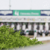 TwinSpires  GIF