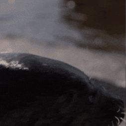 Rolling See Ya GIF by Valley Zoo Development Society