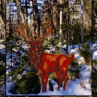 maadmurray animation illustration deer motiongraphics GIF