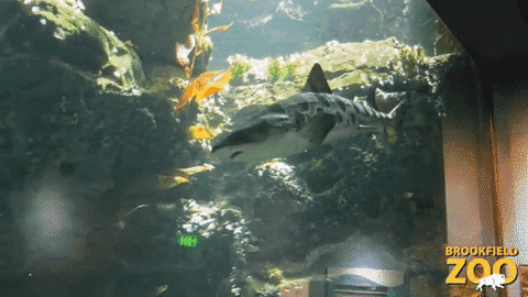 Fish Swimming GIF by Brookfield Zoo