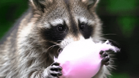 Blm Racoon GIF