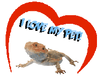 Guinea Pig Love Sticker