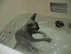Cat Bath GIF