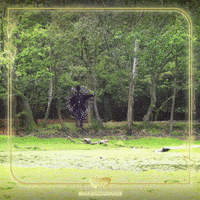 Hedgehog GIF by The Masked Singer UK