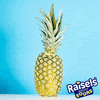 raisels fruit splash GIF