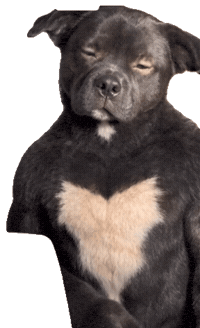 Suspicious Black Dog Sticker