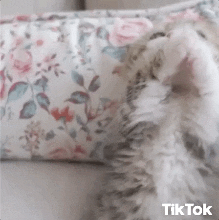 Cat praying for your star on Motia's Github repo