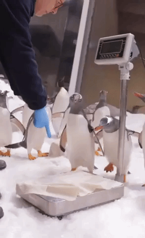 Penguins Line Up for Weigh In at Australian Zoo