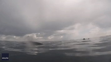 Kayaker Encounters Humpback Whales Off Irish Coast