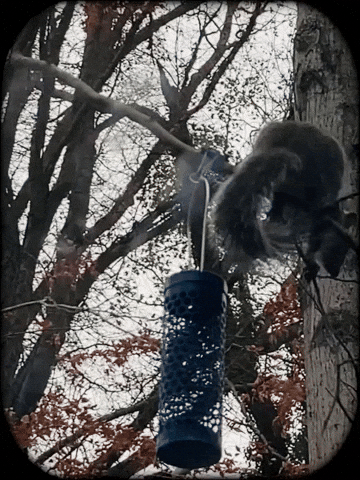 parkercross1 12924 stupid squirrel GIF