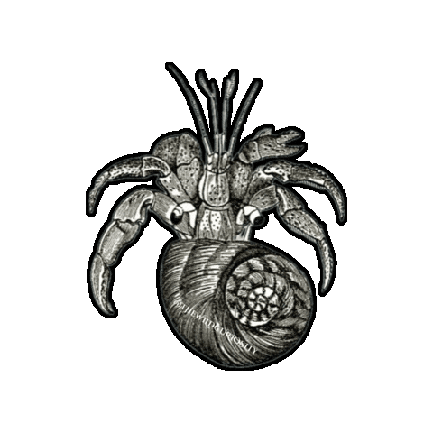 Marine Biology Beach Sticker by The Wild Curiosity