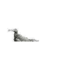 Wildlife Conservation Bird Sticker by The Wild Curiosity