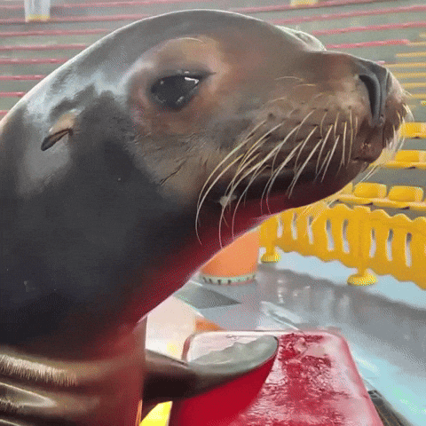 Sea Life Seal GIF by Respective