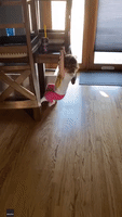 Toddler Works Out at Home in Adorable Video