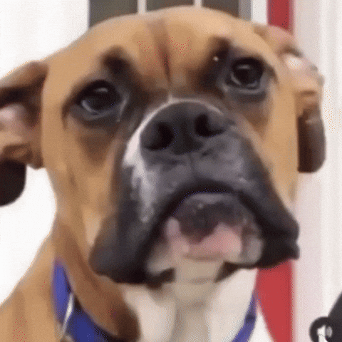 Cringe Scary Dog GIF by Respective