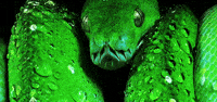 green ball GIF