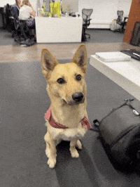 Cali GIF by Teambridge