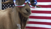 Patriotic Goat Is Ready for the Fourth of July