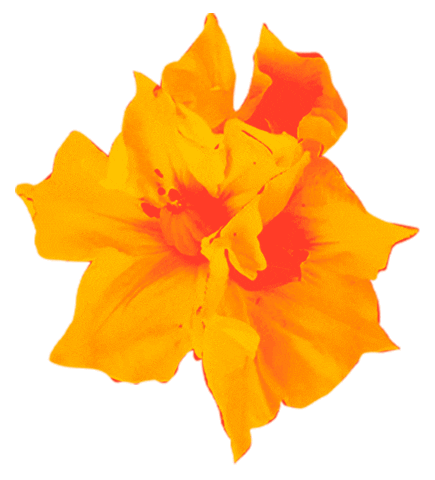 elcorraloficial giphyupload colombia flores flor Sticker