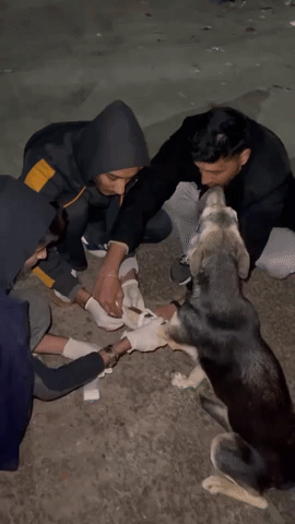 Gazans Bandage Injured Dog Found Outside Hospital