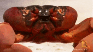 red crab GIF by Nat Geo Wild
