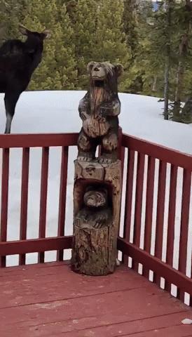 Moose Take Snowy Stroll by House in Colorado