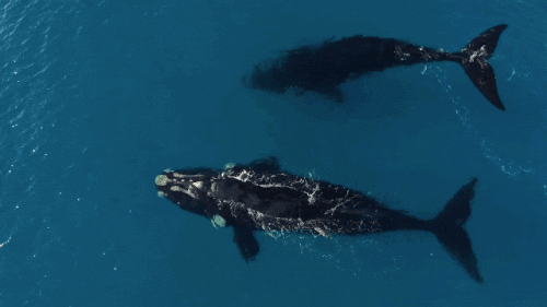 whale GIF