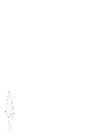 samstarns giphyupload forest trees redwoods Sticker