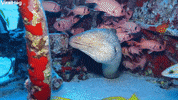 Scuba Divers Explore The Corsair Dive Site GIF by ViralHog