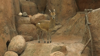 Rom-antelopes: Male Klipspringer at Chicago Zoo Warmly Greets New Female