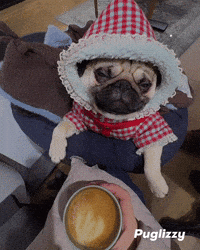 puglizzysg coffee pug snoozing puglizzy GIF