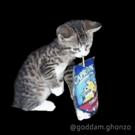 Cat Kitty GIF
