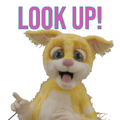 Kitty Look Up Sticker by sat1