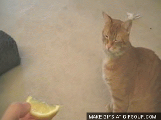 lemon GIF