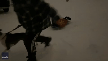 Dog Pulls Child on Sled Down Snowy Long Island Street