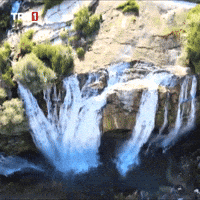 Water Tree GIF by TRT