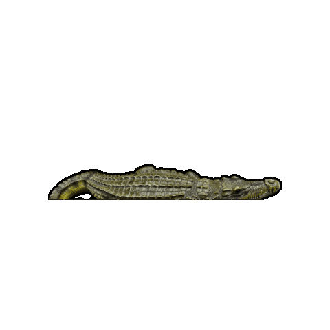 Florida Alligator Sticker by The Wild Curiosity