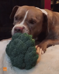 Broccoli Thief Caught Green-Snouted