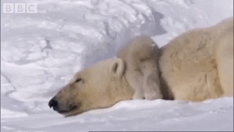 Polar Bears Snow GIF by BBC