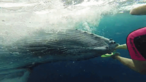 humpback whale GIF