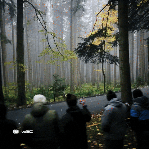 Car GIF by FIA World Rally Championship