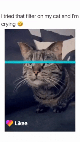 Cat GIF by Likee US