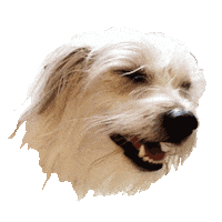 Dog Puppy Sticker by megan lockhart