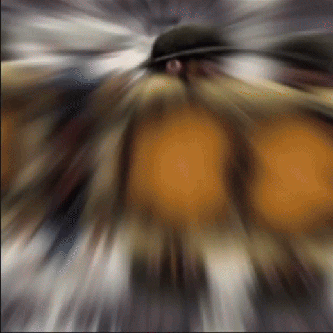 Two Thousand Yard Stare Meme Transition GIF
