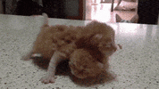 animals being jerks mama GIF
