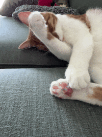 Fort Lauderdale Cat GIF by LindaDurbesson