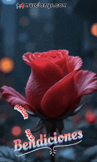 Rosa Amigos GIF by Murcianys LLC