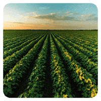 Keyra GIF by BASF Soluções para a Agricultura