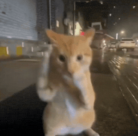 Kung Fu Fighting GIF